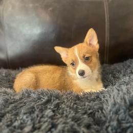 KM F1 - Sable female Pembroke Welsh Corgi puppy in Stockton, Iowa from Infinity Corgis