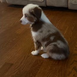 Brei, One Fabulous Pup - Red merle female Toy Australian Shepherd puppy in Fairview, Tennessee from Hoffman Forest Acres LLC