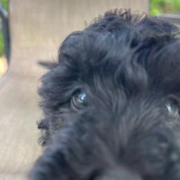 Knox - Black and white male Cockapoo puppy in Bedford, Iowa from Our Father’s Doodles