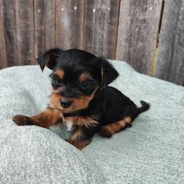 Mr. Maroon - Black and tan male Yorkshire Terrier puppy in Woodway, Texas from The Yorkie Empire
