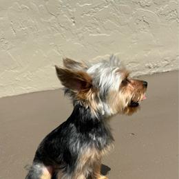 Mango - Yorkshire Terrier