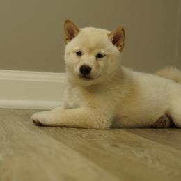 Shiba Inu Puppies from Veronika's Shiba Inus