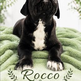 Rocco - Black male Cane Corso puppy in El Paso, Texas from PaPaws Gotta Love It Kennels