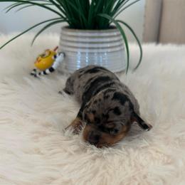 Elizabeth - Dapple female Dachshund puppy in Menifee, California from Dachshunds in SoCal