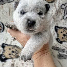 Coco - Blue female Australian Cattle Dog puppy in Olive Hill, Kentucky from Tompkins Farm