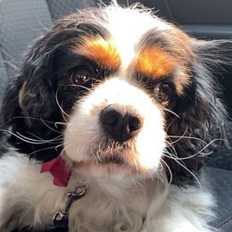 Cavalier King Charles Spaniels from Julie's Cavaliers