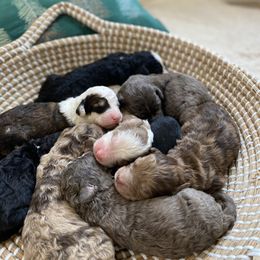 Bernedoodle, Cavapoo, and Goldendoodle Puppies from Doodle Amore
