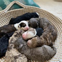 Bernedoodle, Cavapoo, and Goldendoodle Puppies from Doodle Amore