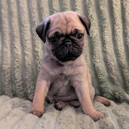 Fred - Fawn male Pug puppy in Winter Haven, Florida from Lisa's Pugalicious Pugs