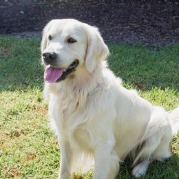 Bailey - Golden Retriever