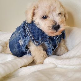 Girl 1 - Schnoodle puppy in Leitchfield, Kentucky from Eveleigh Acres Puppies