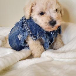 Girl 1 - Schnoodle puppy in Leitchfield, Kentucky from Eveleigh Acres Puppies