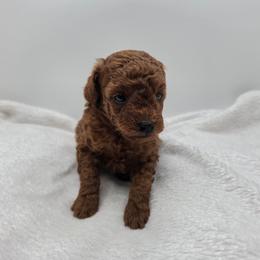 Phoenix - Red  male Poodle puppy in Kannapolis, North Carolina from Carolina Great Danes & Toy Poodles