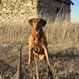 Trixie - Labrador Retriever