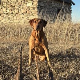 Trixie - Labrador Retriever
