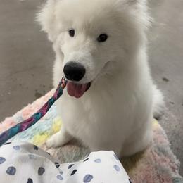 Labrador Retriever and Samoyed Puppies from Carefree Samoyeds & Deserthills Labradors