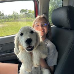 Golden Retriever Puppies from Mule City Kennels