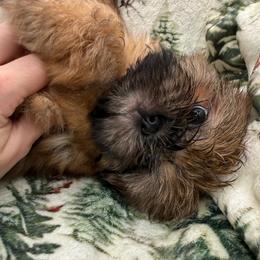 Cassiopeia - Red female Shih Tzu puppy in Russellville, Kentucky from The Patriot Tzu