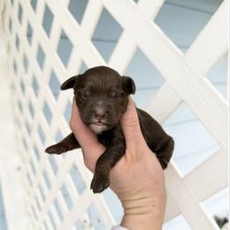 Australian Bernedoodle - Brown female Bernedoodle puppy in Wamego, Kansas from Doodles of Oz
