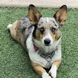 American Corgis and Pembroke Welsh Corgis from Country View Enchanted Corgis