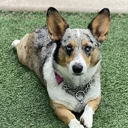 American Corgis and Pembroke Welsh Corgis from Country View Enchanted Corgis