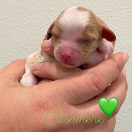 Cashmere - Blenheim male Cavalier King Charles Spaniel puppy in Eau Claire, Wisconsin from Regal Cavaliers