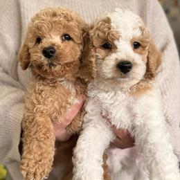 Poodle puppies from Scenic City Doodles