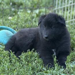 Boy 4 - Black male Belgian Sheepdog puppy in Nazareth, Pennsylvania from Chancery Belgians