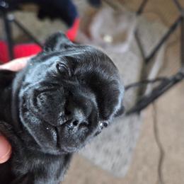 Tammy - Black female Pug puppy in Madera, California from Hills Pugs