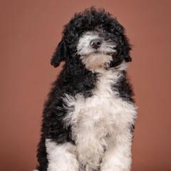 Ozzy - White and black male Bordoodle puppy in Tillamook, Oregon from Oregon Bordoodles