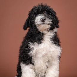 Ozzy - White and black male Bordoodle puppy in Tillamook, Oregon from Oregon Bordoodles