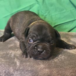 Michael - Brindle male French Bulldog puppy in Capitol Heights, Maryland from Heritage Bully Co.