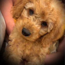 Hugo - F1b - Apricot male Cavapoo puppy in Lewisburg, Pennsylvania from Cinda's Cavapoos