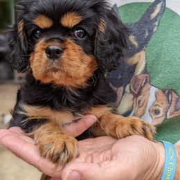 Cavalier King Charles Spaniel Puppies from Liberty Acres Kennels