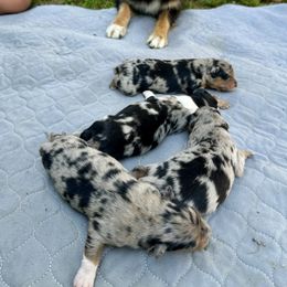 Australian Shepherd Puppies from Southern Sass Aussies