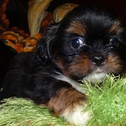 AKC CICI - Black and tan female Lhasa Apso puppy in Fort Washington, Maryland from GyanGanj Lhasa Apso