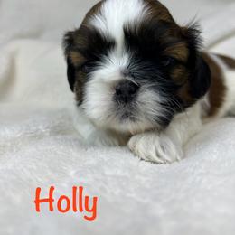 Holly - Red and white female Shih Tzu puppy in Vernon, New Jersey from Calta’s Cute Shih Tzu