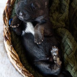 German Shepherd Puppies from Platz German Shepherds