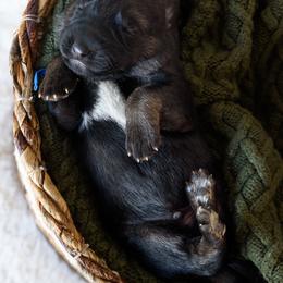 German Shepherd Puppies from Platz German Shepherds