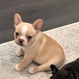 Blue Cream - Cream female French Bulldog puppy in Smithfield, North Carolina from Roughneck Frenchies