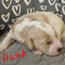 Hank - Sable male Goldendoodle puppy in Kansas City, Missouri from Poppy's Doodles