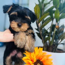 Ultra - Blue and gold male Yorkshire Terrier puppy in Cape Coral, Florida from Katherine’s Yorkies and Poodles