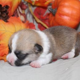 Chestnut - Sable female Pembroke Welsh Corgi puppy in Greentop, Missouri from Sevits Corgis & Golden Retrievers