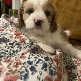 Cavalier King Charles Spaniel, Cavapoo, Maltipoo, and Poodle Puppies from Lainy's Puppies