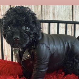 Johnny SMALL - Black male Poodle puppy in Orlando, Florida from Denise’s Puppies