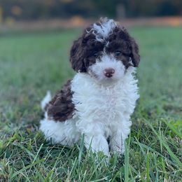 Rusty - Parti male Assorted Doodle Crosses puppy in Stuart, Virginia from Lil Aussie Posse