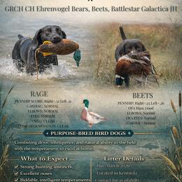 German Shorthaired Pointer puppies from Nosam Kennels- Hungarian Vizslas, and German Shorthairs Located in Kentucky