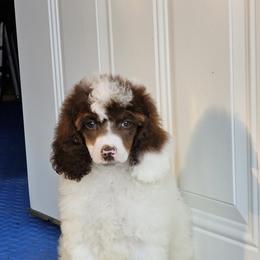 Girl 2 - female Poodle puppy in Poplar Grove, Illinois from Awesome Paws