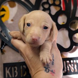 Halle smooth shorthair - Cream female Dachshund puppy in Barnard, Missouri from KB Doxies