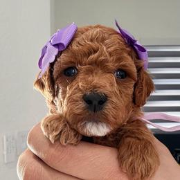 Praline - Apricot female Goldendoodle puppy in Miami, Florida from Haus of Pawz